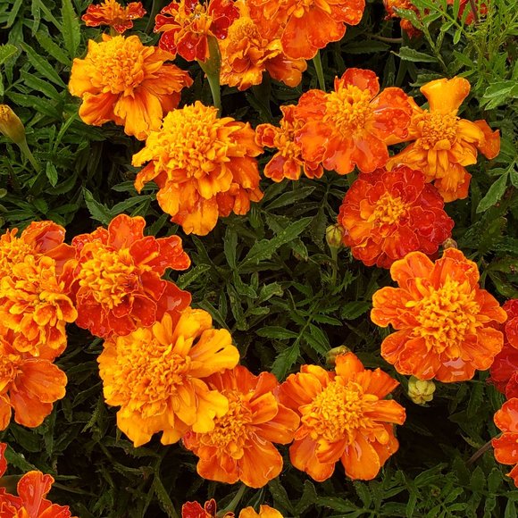 Meet your Posher, Victoria - Picture 5 of 8